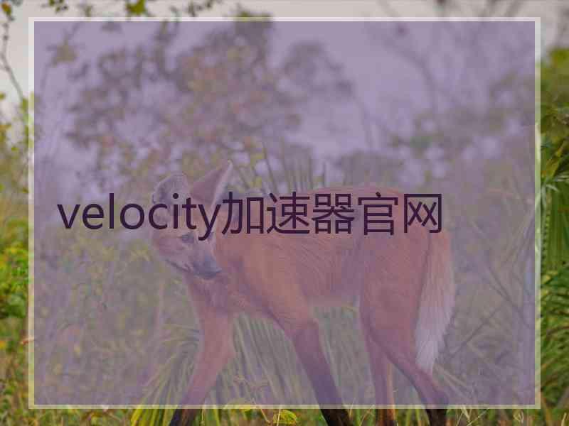 velocity加速器官网